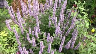 AGASTACHE  You need this in your 2024 Pollinator Garden CEGNatives [upl. by Hampton52]