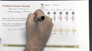 Dilutions  Part 3 of 4 Calculating Colony Forming Unitsml [upl. by Aikkin562]