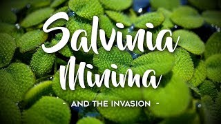 Salvinia Minima Invasion [upl. by Yelwah618]