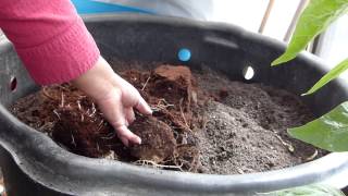 How To Propagate True YamsDioscorea Alata amp A Second Harvest [upl. by Ynotna]