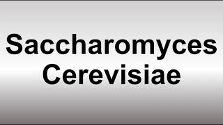 How to Pronounce Saccharomyces Cerevisiae [upl. by Yentyrb]