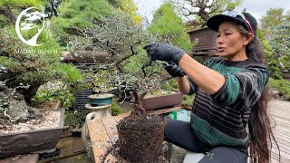 Corokia Cotoneaster Bonsai [upl. by Nyltiac581]