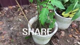 tadpoles in my rain barrel [upl. by Fitts]