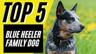 5 Reasons Blue Heelers Are GREAT Family Dogs  Australian Cattle Dog [upl. by Haggai]