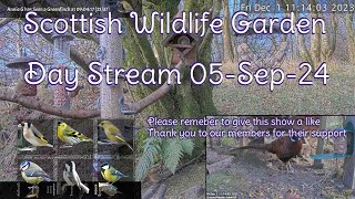 Day Stream September 5th 2024  Bird Feeders Wildlife Cameras Scotland UK from SWG [upl. by Dhruv]