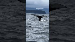 Humpbacks off Kodiak Guiding nathab photo expedition alaska wildlife kodiak whale whales [upl. by Sdlonyer]