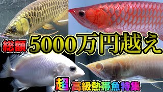 【アロワナ水槽】アロワナ6匹 新魚導入するまで② [upl. by Shayla296]