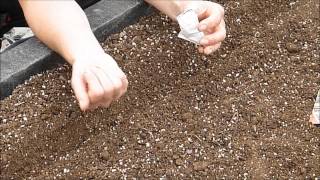 How to grow Carrots from seed [upl. by Cam]