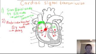 Cardiac heart Signal Transmission  SA node AV node Bundles of His and Purkinje fibers [upl. by Nolahs930]