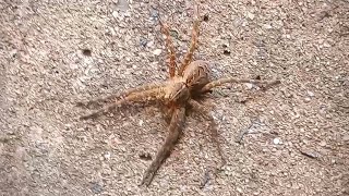 Dolomedes scriptus Fishing Spider Found in Bristol CT on 9142024 [upl. by Noslrac50]