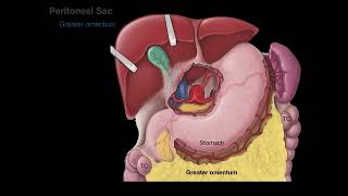 Peritoneum tutorial [upl. by Airotkiv]