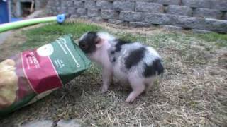 Meet Carnitas the CUTEST miniature pig EVER [upl. by Emmanuel775]