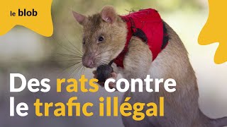 Trafic illégal d’espèces menacées  les rats géants à la rescousse [upl. by Kelsy554]