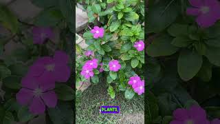 Watch this beautiful vinca flowers [upl. by Nylirac441]