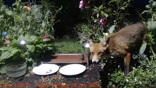 Foxheaven Dublin Ireland Livestream [upl. by Ginger]