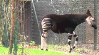 Okapi Bewegungstereotypie [upl. by Francisco324]