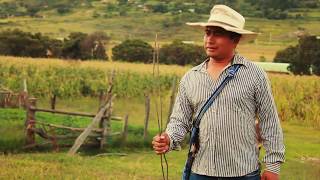 El Novillo Despuntado VIDEO OFICIAL Grupo Soberano De Tierra Mixteca [upl. by Reffineg]