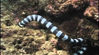 Sea Snake eating Moray Eel Fiji Laticauda colubrina vs Gymnothorax sp [upl. by Tnecnev]