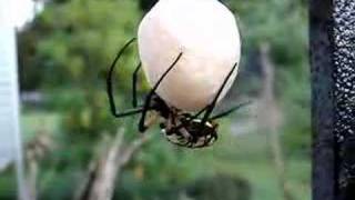 Argiope Aurantia Wrapping Egg Sack 7 [upl. by Dilan735]