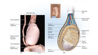 Anatomy of Testis [upl. by Goldstein]