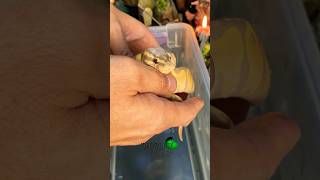 Shipping snakes molinarosnakelab ballpython royalpython shippingsnakes diy bananaballpython [upl. by Irat700]