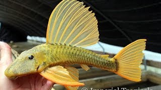 Hypostomus Luteus [upl. by Debee283]