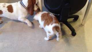 Basset Hound and cat playing [upl. by Darryl164]