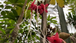 Wild Cocoa tree Herrania sp [upl. by Alber]