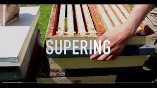 Supering Hives [upl. by Ynatil]