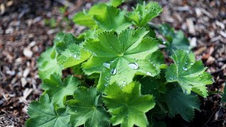 Ladys Mantle Alchemilla mollis [upl. by Odla]