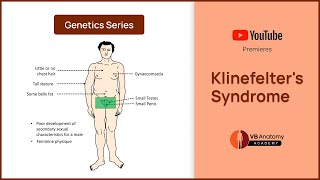 Klinefelters Syndrome Explained Genetics Characteristics and Complications [upl. by Lexy999]