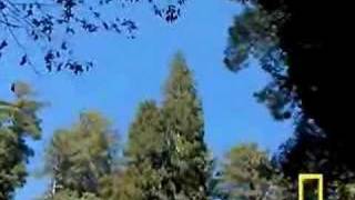 Tallest tree found in Redwood National Park Part 1 [upl. by Norvil]