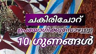 🌱 Ten Benefits of Coco Peat  ചകിരി ചോറ് കൊണ്ടുള്ള പത്ത് ഗുണങ്ങൾ🌱Shorts [upl. by Ahseinod459]