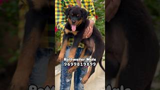 🔝Premium Quality Rottweiler Puppy For Sale In Pune Mumbaidogzila99 rottweiler rottweilerpuppy [upl. by Gilles]