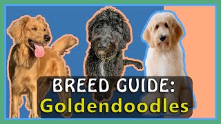 WHAT NOBODY TELLS YOU  GOLDENDOODLE DOG BREED GUIDE heres why youre confused [upl. by Isej]