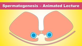 Spermatogenesis Gametogenesis  Concept of Stem cells amp Blood Testis barrier [upl. by Aritak]