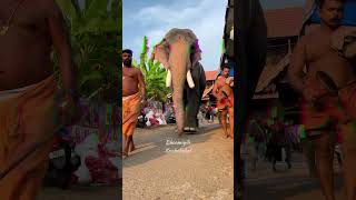 ചങ്ങലയില്ലാതെ കൊണ്ട് നടക്കുന്ന ഒരാന  Thiruvambady Chandrasekharan  Sasi Chettan  Kerala elephant [upl. by Eniruam]