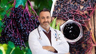 The Amazing Health Benefits of Black Elderberry [upl. by Mellins]