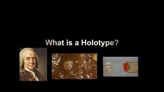 What is a Holotype [upl. by Tris966]