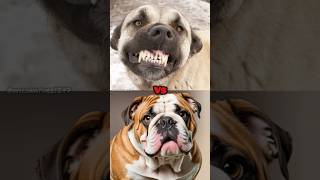 Cane Corso VS Presa Canario VS Rottweiler VS Kangal VS American Bulldog FIGHTERS shorts viral [upl. by Fabio]