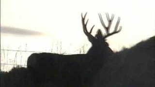 6x7 Montana Mule Deer Monster [upl. by Aes]