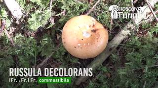 Conoscere i Funghi  Russula decolorans [upl. by Jea]