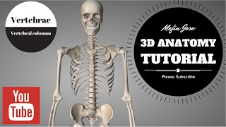 Anatomy of Vertebral column 3D Tutorial  Cervical Thoracic Lumbar and Sacral Regions [upl. by Inglis]