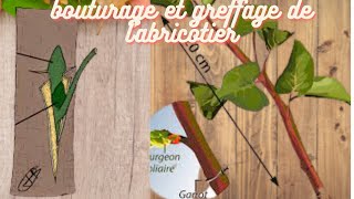 greffage greffage et bouturage de l abricotier [upl. by Munroe]