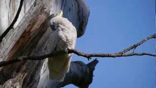 Sulphurcrested Cockatoo Cacatua galerita  Gelbhaubenkakadu 3 [upl. by Latoniah]