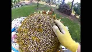 HowTo Harvest Sunflower Seeds [upl. by Asecnarf]