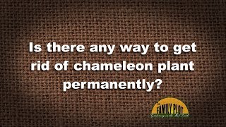 QampA – How do I get rid of chameleon plant [upl. by Torrie715]