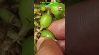 Cardamom Plant and its Seeds [upl. by Tilford587]