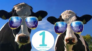 Funny Cow Dance 1 Cow Song amp Cow Videos  Funny Cow Dance Mix │ Dancing Cow Videos [upl. by Annetta186]