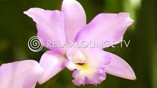 Hintergrundmusik  Ruhig Harmonie Musik zum Lernen Natur  ORCHIDEEN [upl. by Mckeon]